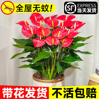 红掌盆栽带花大苗驱蚊好养