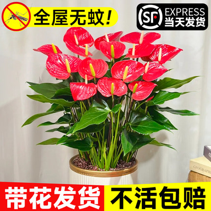红掌盆栽带花小大叶大花卉驱蚊植物室内水培绿植鸿运当头四季开花