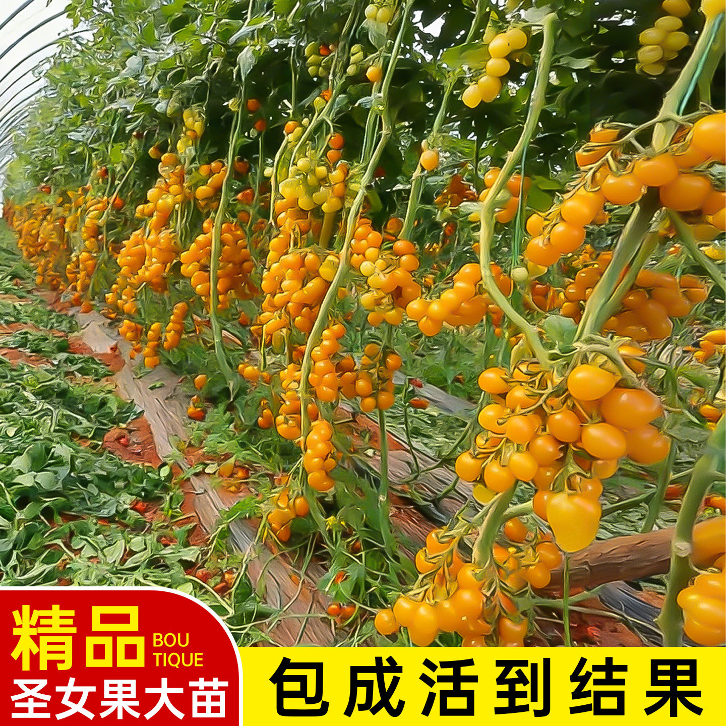 黄色圣女果苗四季盆栽阳台种植小番茄秧苗当季蔬菜苗千禧小番茄苗