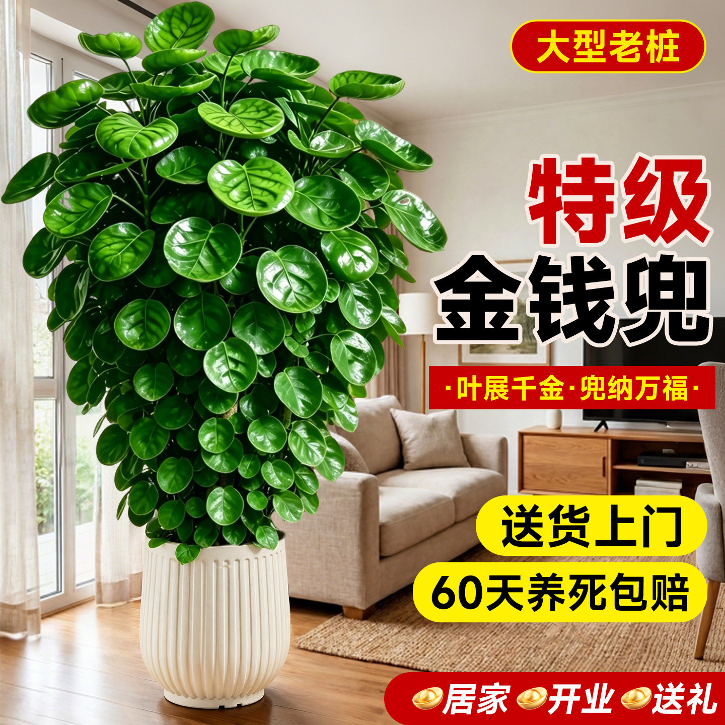 金钱树金钱兜福禄桐老桩盆栽大型绿植室内客厅四季发财树办公旺宅