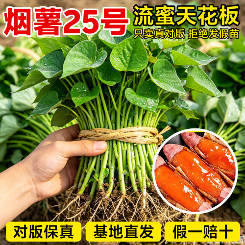 山东烟台正宗烟薯25号蜜薯苗