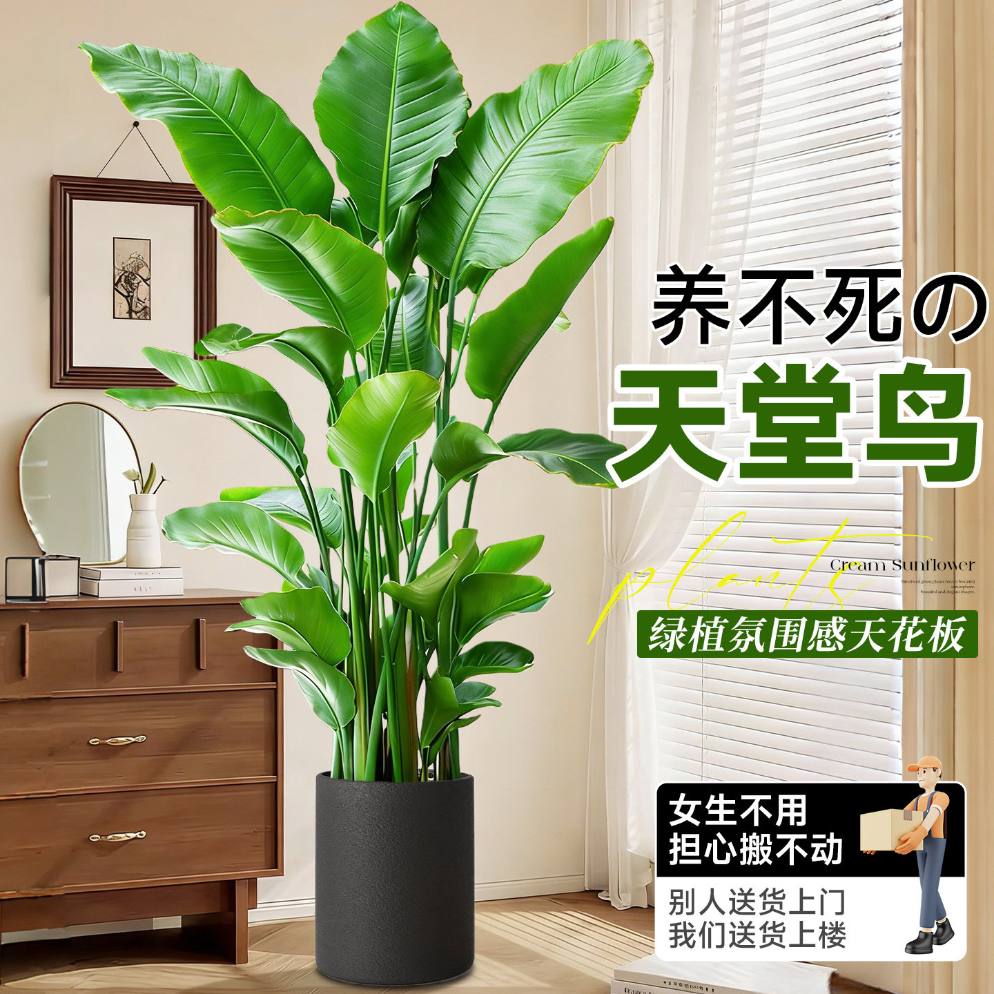 天堂鸟绿植盆栽室内大型植物四季鲜花办公室客厅旺宅大型好养真花