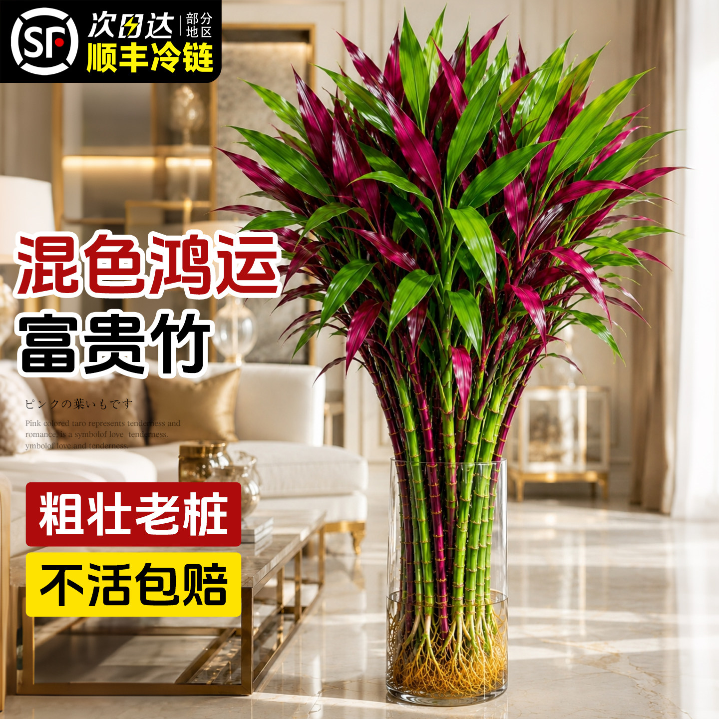 特级混色富贵竹鸿运竹不活包赔图片