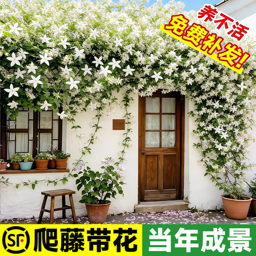 【5A风车茉莉】当年爬藤不活包补