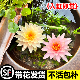 睡莲水培植物带花苞块根鱼缸无土水养碗莲荷花盆缸栽四季 开花花卉