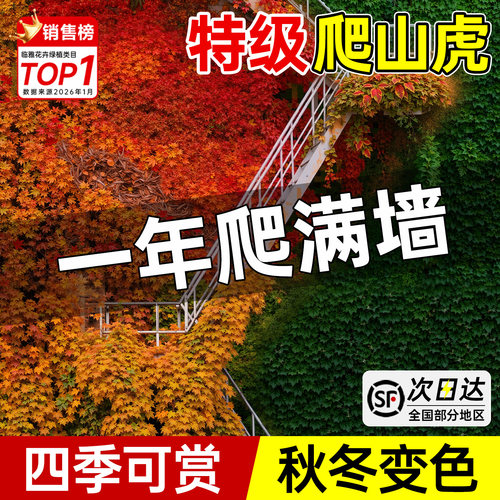 【5A特级】爬山虎大苗当年爬满院