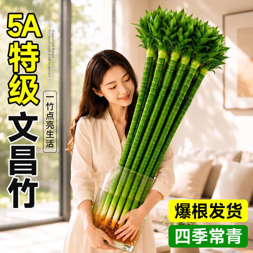 【带根】文昌竹龙竹4支金榜题名