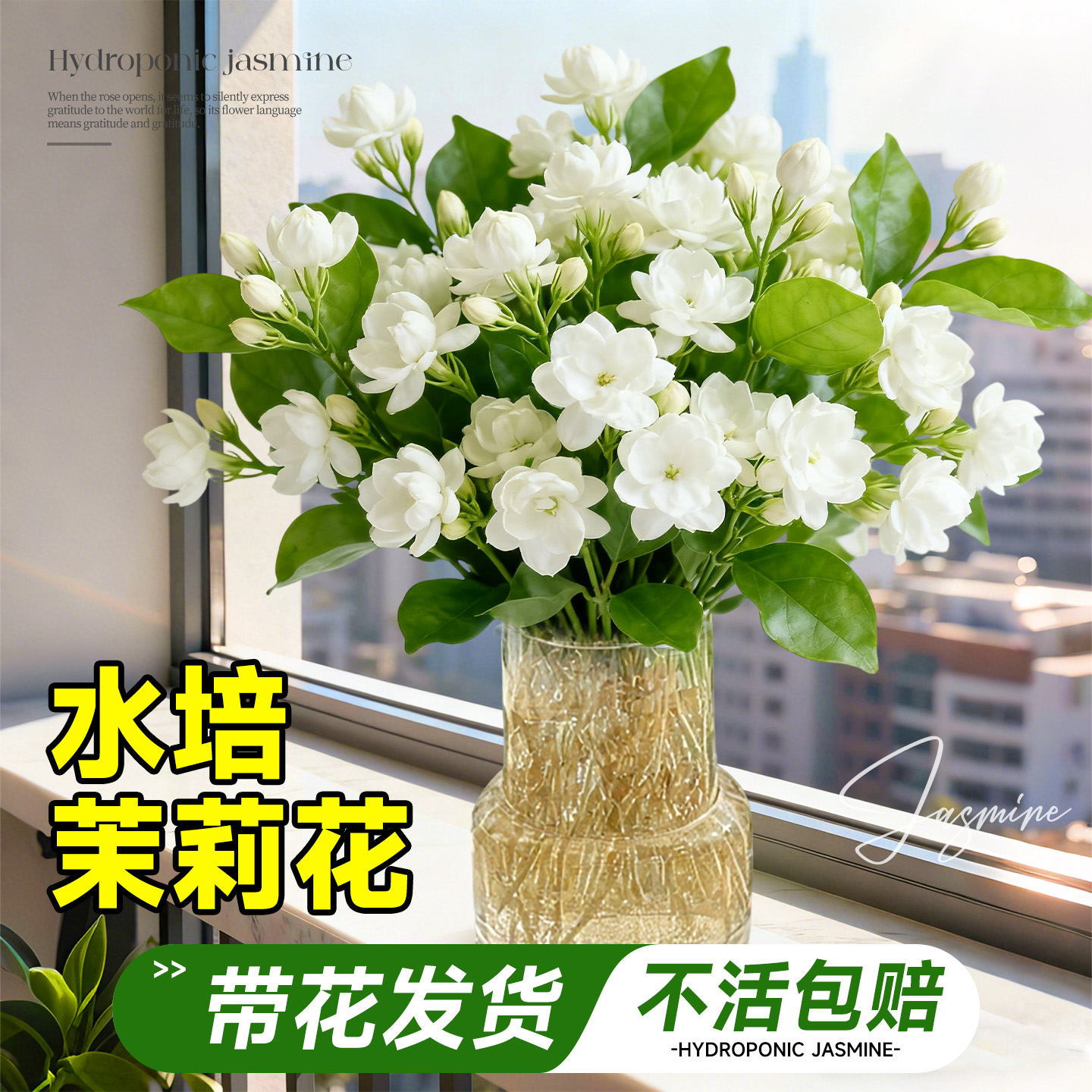 水培茉莉花盆栽带花苞花卉绿植