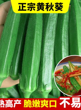 黄秋葵种孑阳台蔬菜苗秧苗南方种植农家种子春播四季水果菜种籽