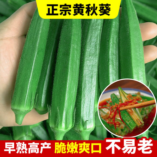 黄秋葵种籽原装开花7天开吃