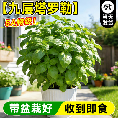 5A特级食用罗勒九层塔驱蚊盆栽苗