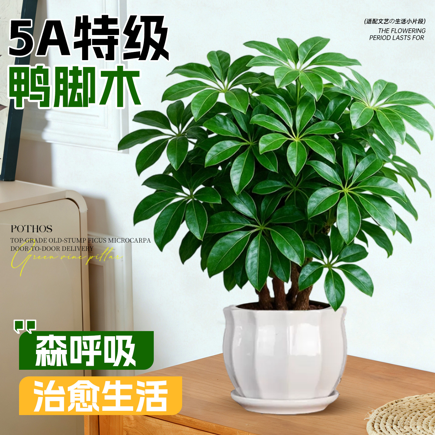 5A特级鸭脚木盆栽客厅绿植好养