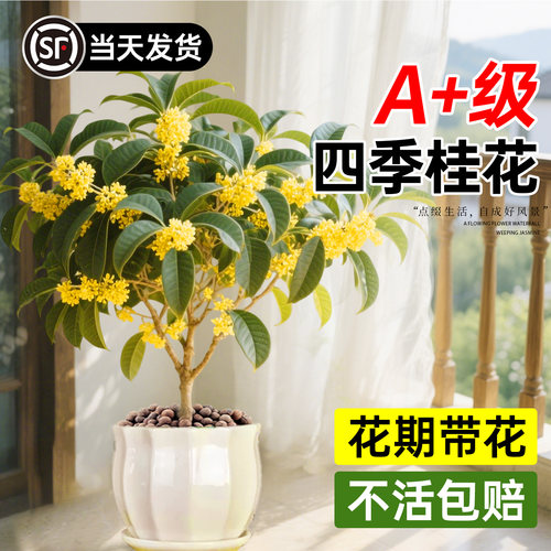 【花期带花】A+级四季桂花大苗