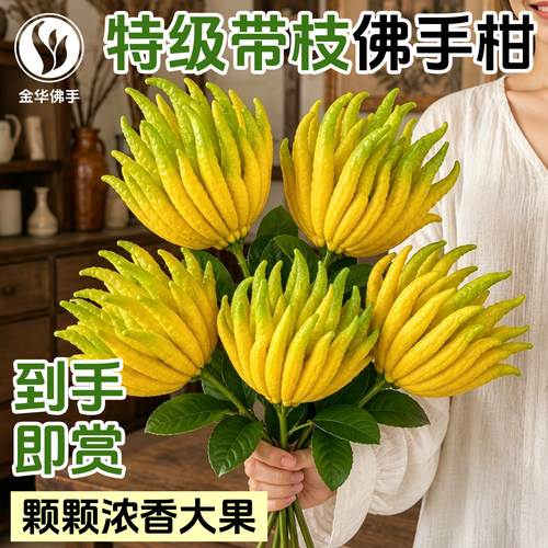 【现摘现发】特级大果金华佛手柑