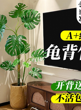 龟背竹客厅大盆栽老桩品种龟背竹绿植室内高级感客厅大型落地植物