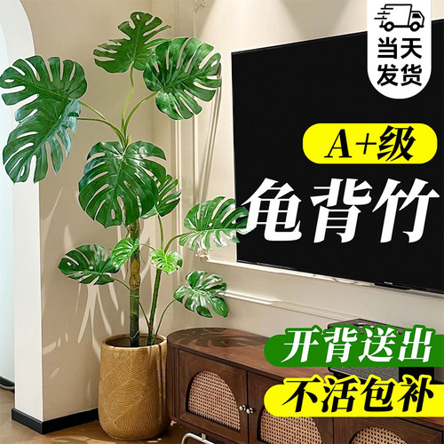 龟背竹客厅大盆栽老桩品种