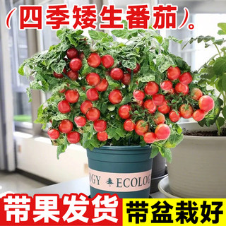 四季番茄盆栽矮生樱桃番茄苗秧水果蔬菜菜苗秋冬季阳台种植西红柿
