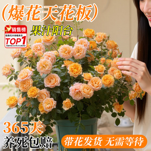 果汁阳台月季盆栽花苗特大花四季开带花苞盆栽多头玫瑰花苗棒棒糖