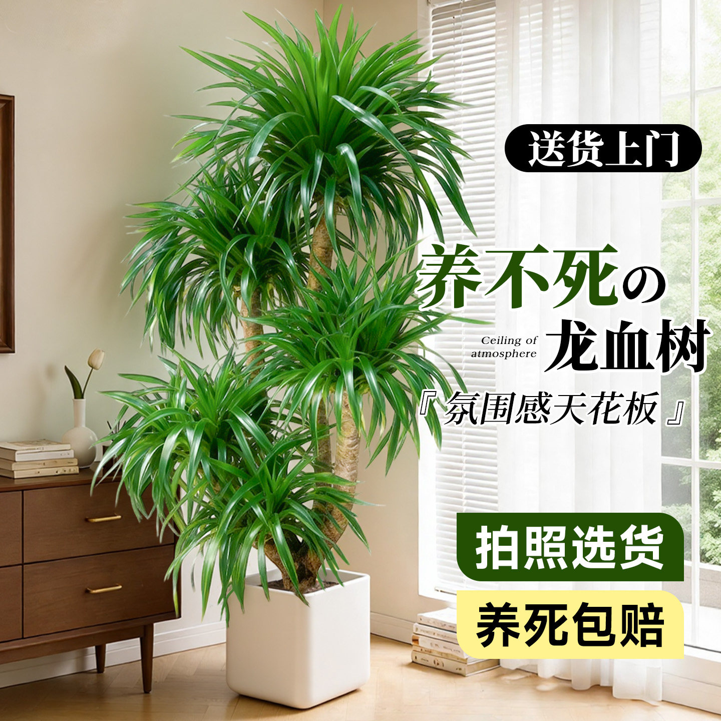 龙血树客厅绿植高级感室内大型轻奢盆栽龙须树办公室植物四季好养,鲜花速递/花卉仿真/绿植园艺,大型绿植/成品组合盆栽,淘宝优惠券,粉丝福利购,淘宝优惠卷