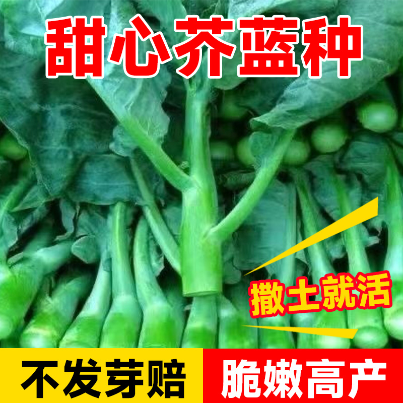 甜心芥蓝种发芽率超高
