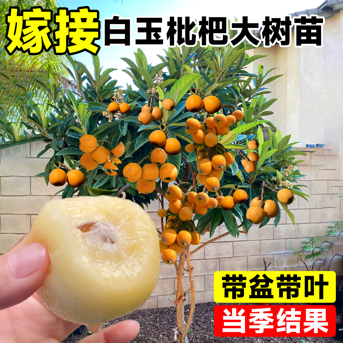 【带盆带叶】白玉枇杷苗