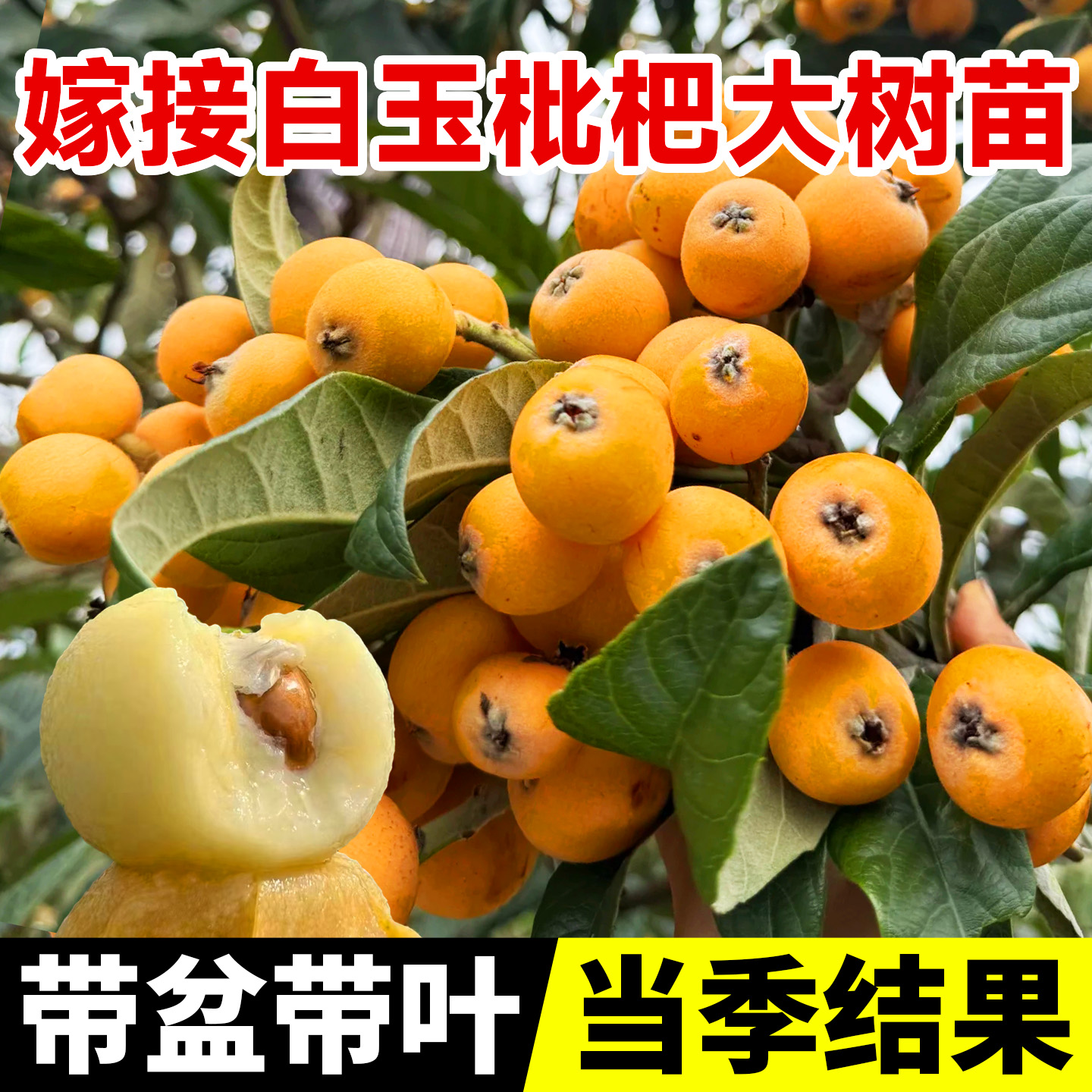 【带盆带叶】白玉枇杷嫁接苗
