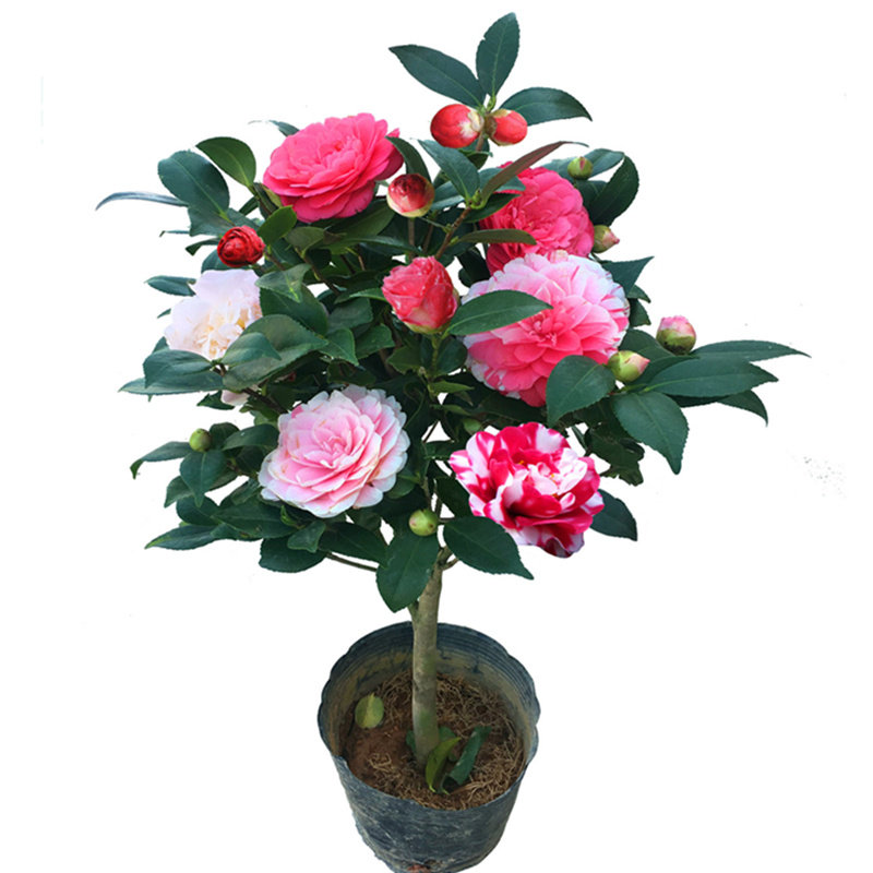茶花盆栽带花苞四季苗山茶花苗室内植物好养五色赤丹浓香型花卉
