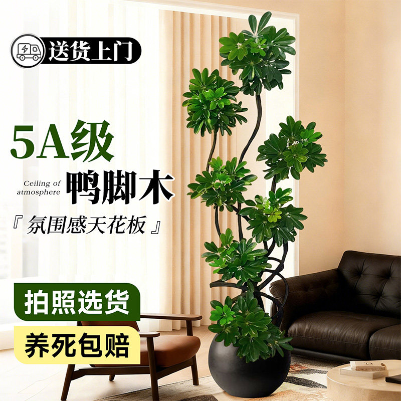 【5A级鸭脚木】氛围感天花板