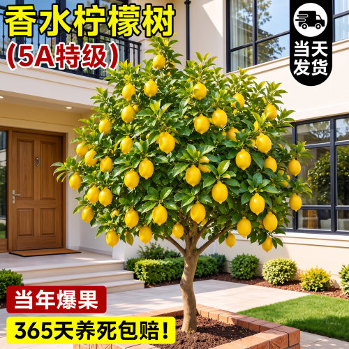 【即可结果】香水柠檬树苗盆栽