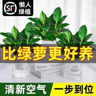 金钻盆栽水培绿萝箩办公室内花卉绿植物桌面多肉万年青四季 好养活