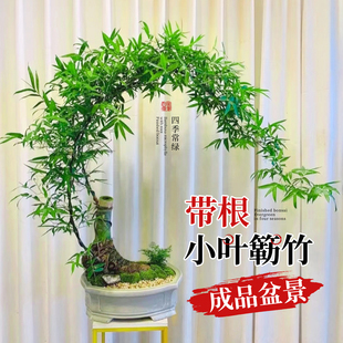 小叶簕竹成品盆景竹子盆栽室内客厅桌面宝塔勒竹老桩造景绿植植物