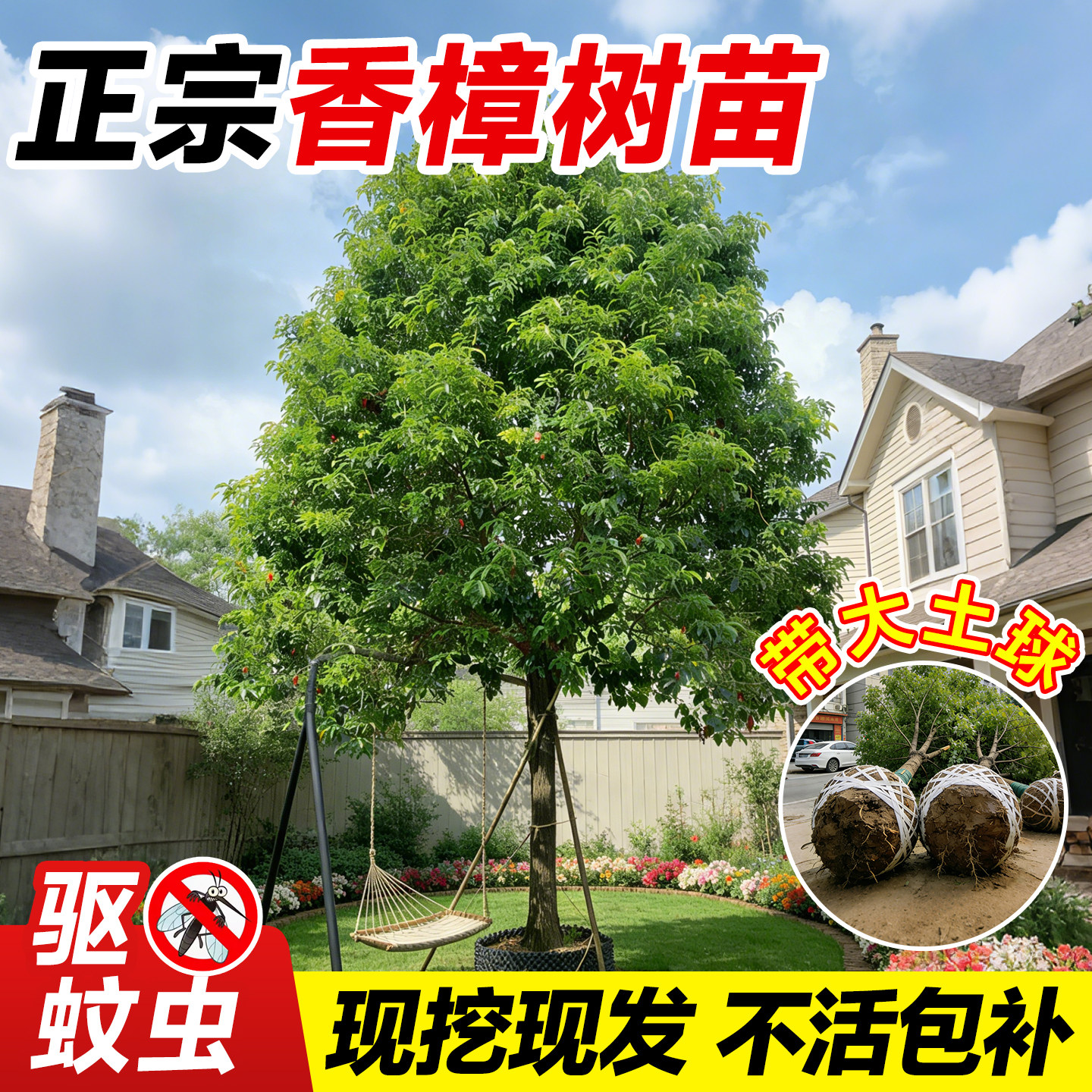正宗香樟树树苗龙脑樟树驱蚊虫四季庭院风景树盆栽地栽南北方种植