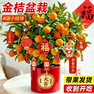 四季金桔树盆栽带果可食用年宵小橘子树客厅室内好养花卉绿植盆景