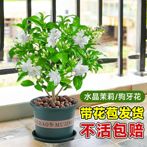 水晶茉莉花苗狗牙花带花苞阳台