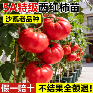 西红柿普罗旺斯沙瓤苗毛粉番茄水果种子秧苗种籽大全矮生四季菜苗