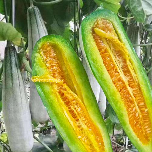 羊角蜜种孑苗秧香瓜苗冰糖绿宝石