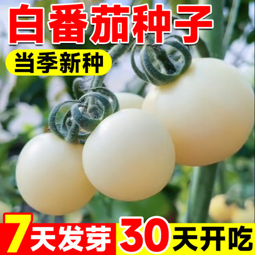 白番茄种子阳台庭院蔬菜四季可种