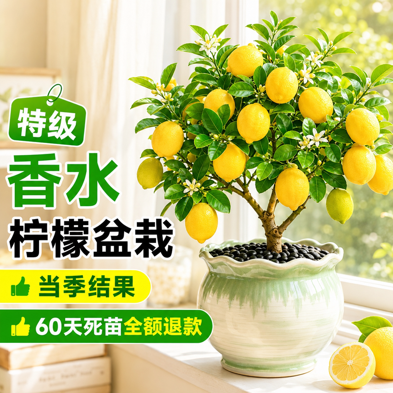 特级香水柠檬盆栽当季爆果图片