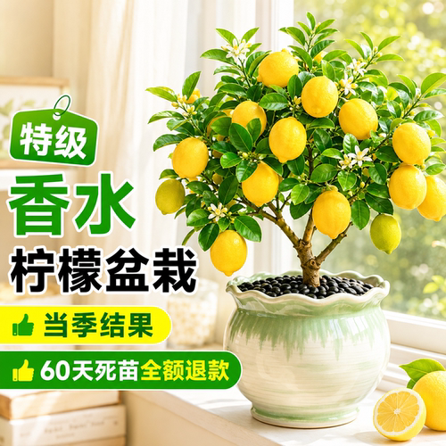 特级香水柠檬盆栽当季爆果