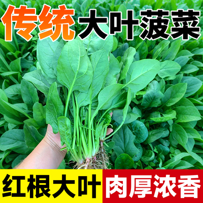 大叶菠菜种子籽四季播种