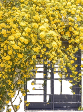 【带花发货】黄木香爬藤四季开花