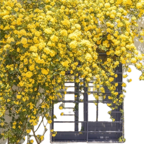 黄木香花苗爬藤植物花卉重瓣白木香树苗蔷薇阳台庭院四季开花盆栽