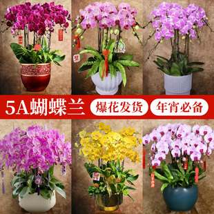 蝴蝶兰带花盆栽特大号年宵花卉兰花带花苞花剑室内绿植物四季好养