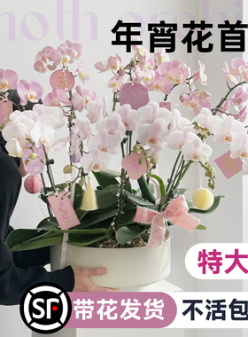 特大号蝴蝶兰盆栽带花客厅带花苞年宵花卉大花型10支8株花苗双剑