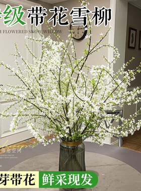 雪柳鲜枝带花苞干支纯水培植物室内好养花卉绿植盆栽桌面水养龙柳