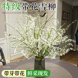 雪柳鲜枝带花苞干支纯水培植物室内好养花卉绿植盆栽桌面水养龙柳