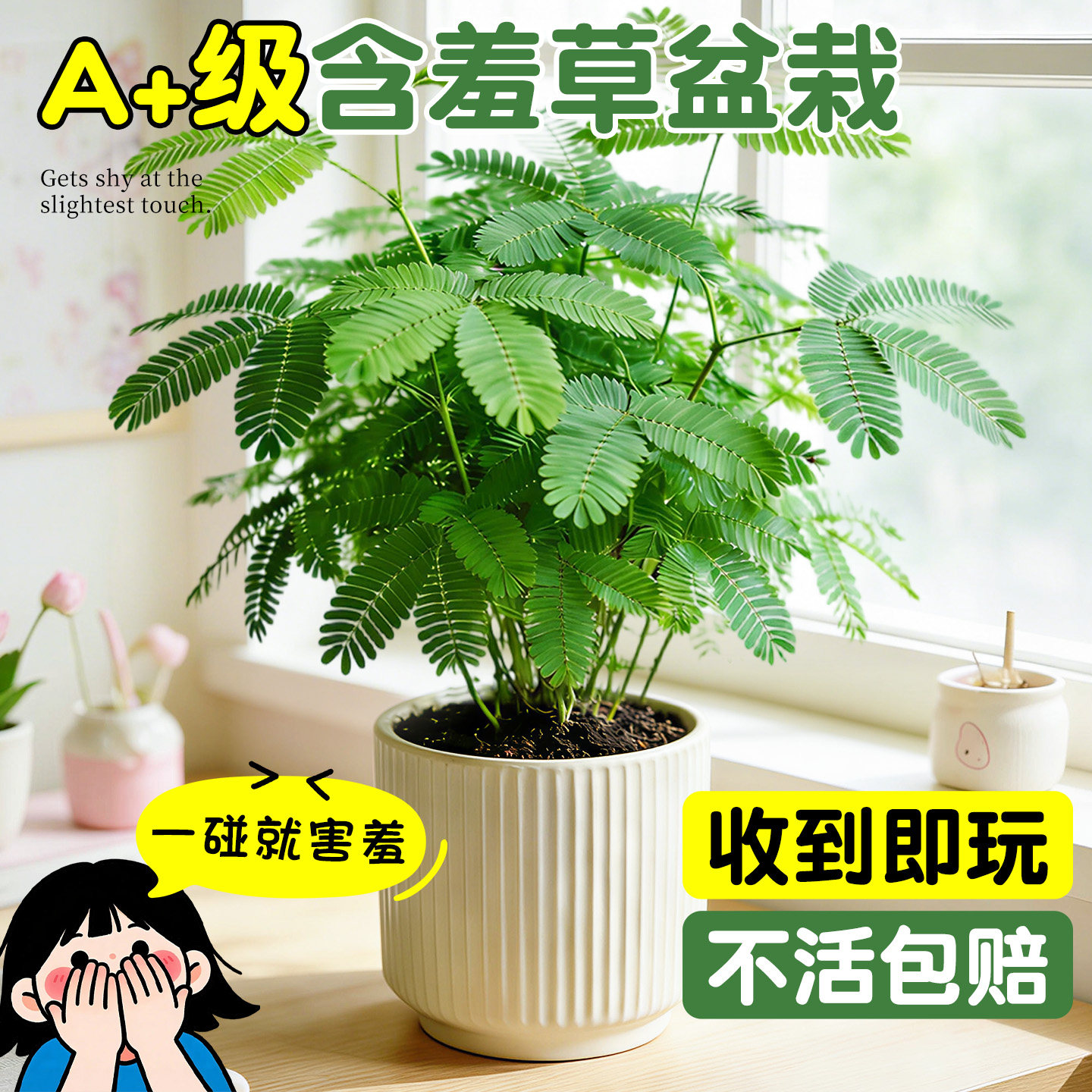 含羞草盆栽室内办公室桌面情绪稳定四季好养幼儿园阳台趣味绿植物