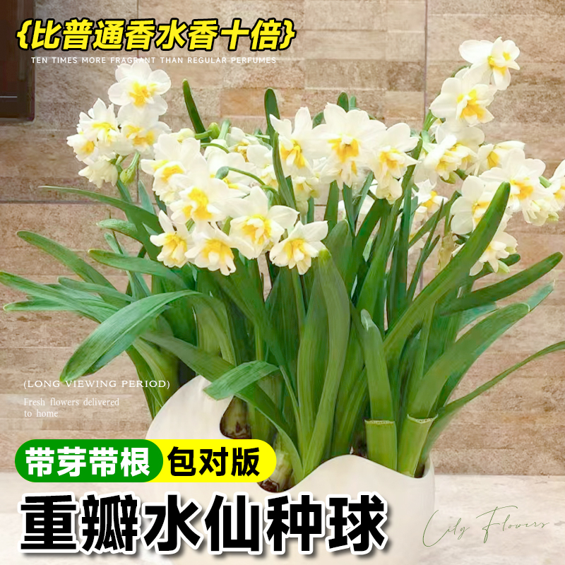 漳州水仙种球耐寒好养年宵花