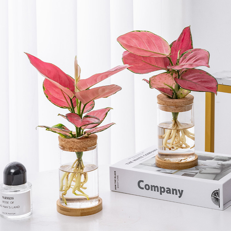 水培植物吉利红盆栽如意皇后鸭脚木袖珍椰室内办公室桌面好养花卉,鲜花速递/花卉仿真/绿植园艺,绿植,淘宝优惠券,粉丝福利购,淘宝优惠卷