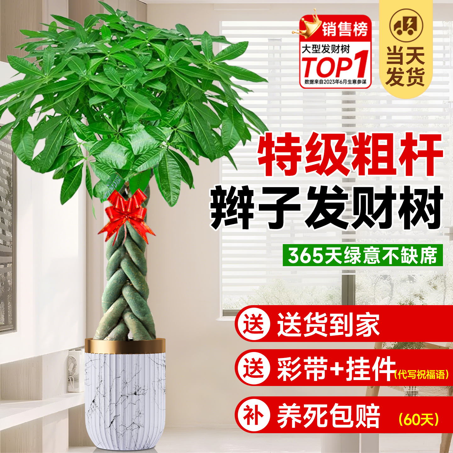 【特级发财树】粗杆老桩十年常绿